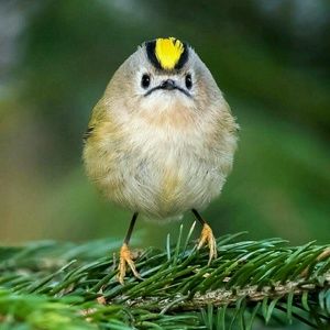 Meet your Posher, Gloria